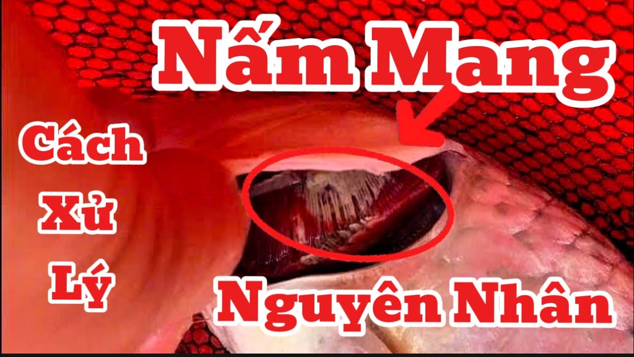 Đây Là Bệnh Ở Cá Koi Mà Người Nuôi Rất Sợ - Biểu Hiện + Nguyên Nhân Và Cách Xử Lý Hiệu Quả.