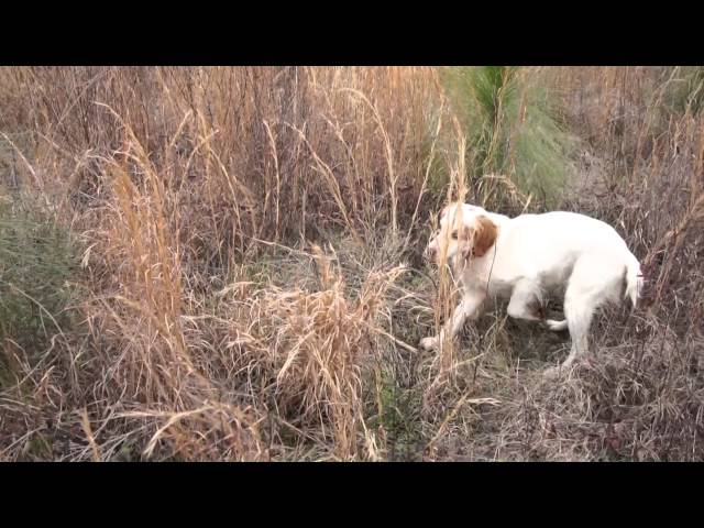 Corporate Quail Hunt Five @ www.crookedoaks.com