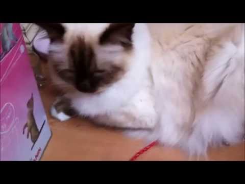 Wideo: Dlaczego Mój Kot Kuleje?