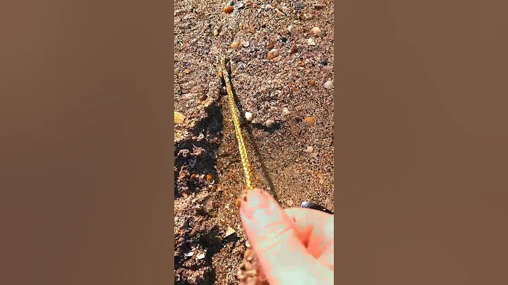 Beach Find – Real Gold Unearthed on the Beach! #bestmetaldetector