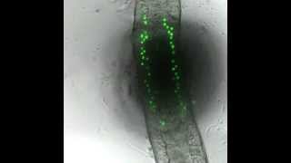 Colocalization of anchors and fluorescence following H2DCFDA treatment