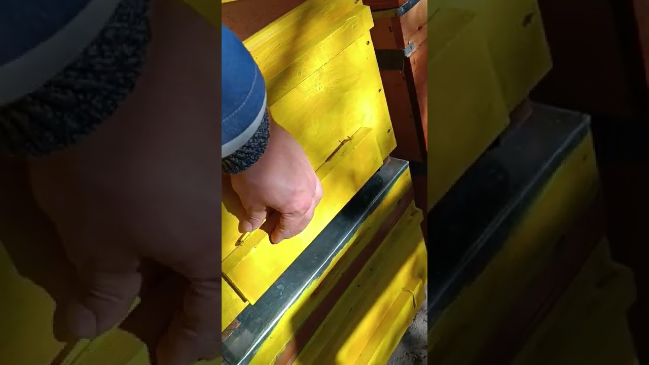 kovan boyama hakkında bilgiler🐝🐝