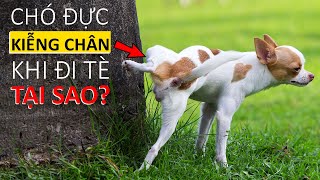 #283 Hỏi N.G.U: Vì Sao Chó Đực Kiễng 1 Chân Khi Đi Tè??? 🙂🙂🙂