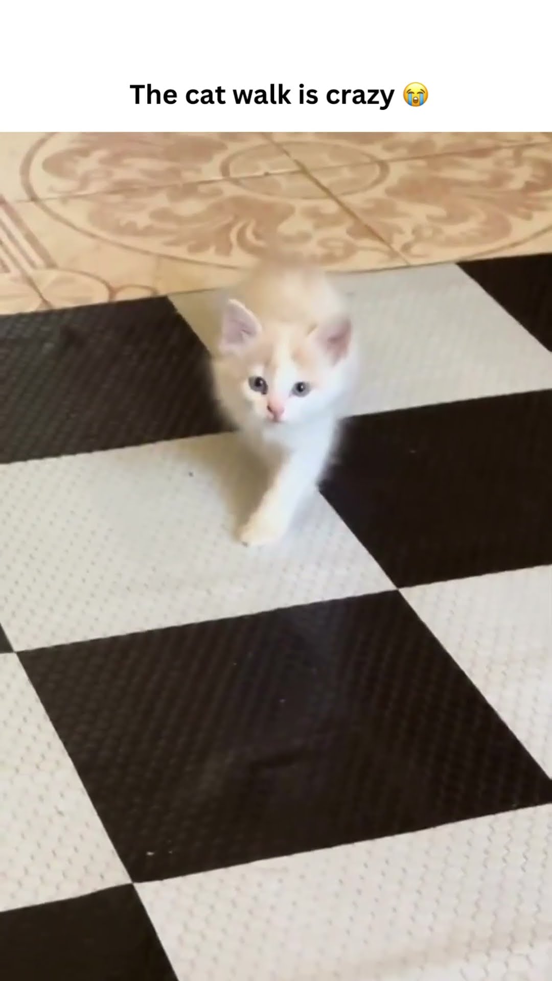 The Kittyo doing the kat walk