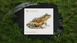 Endangered Frogs stamp issue features the Oregon spotted frog