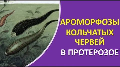 13. Ароморфозы кольчатых червей в протерозое