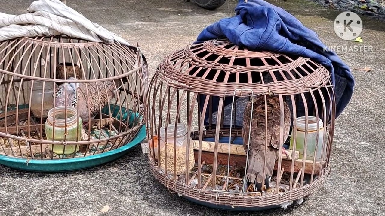 Thanh lý chim cu gáy giá rẻ 0934131410