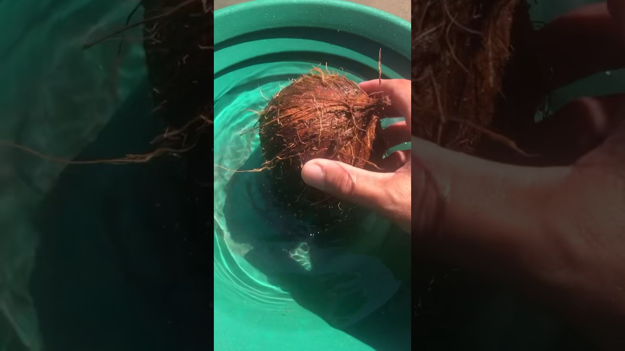 extraordinary, find Gold✨ 