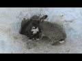 В Омской области кролик спас щенков и заменил им маму