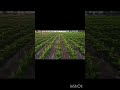 gori tera gao bada pyara #love#song  #shortsviral