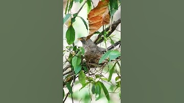 Bird nesting #greentree #viral #shorts #forest