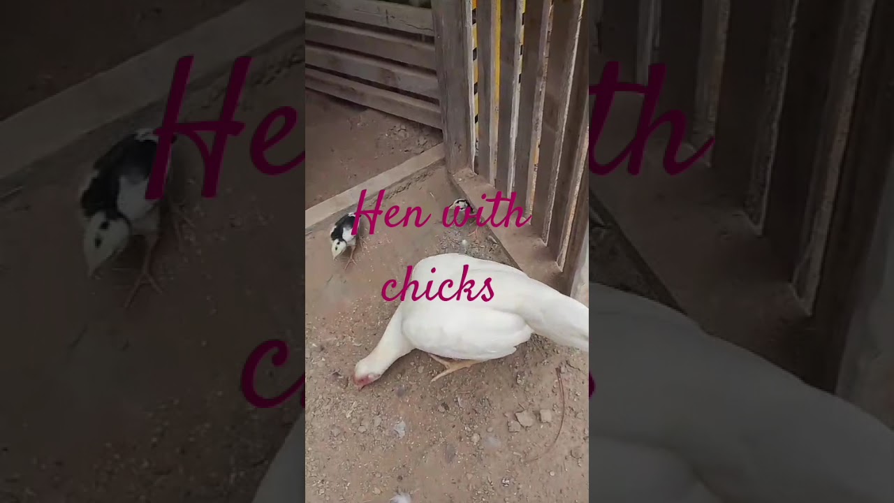 Beautiful Hen with 2 innocent chicks | Birds Fusion 