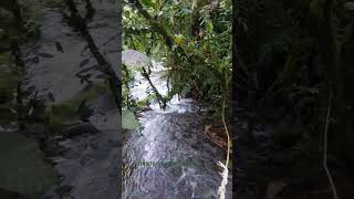 Desde los guayabitos a río Agrio. 2023091601