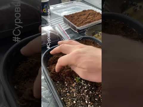 Что вырастет, что вырастет) узнаем позднее!