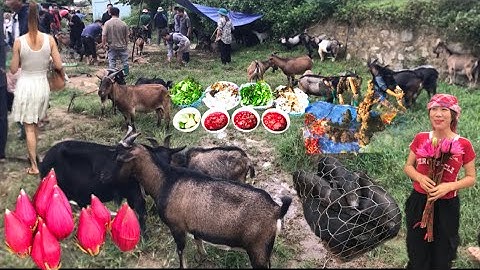 Chợ Phiên Cốc Ly Bắc hà Lào Cai, Phiên Chợ Vùng Cao Bán Toàn Hàng Đặc Sản Tây Bắc, người vùng cao tv