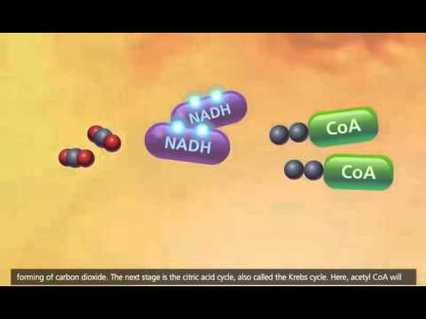 Video CLB HỌC THUẬT KHOA YHCT- YDS: HÔ HẤP TẾ BÀO ( chu... - youtube