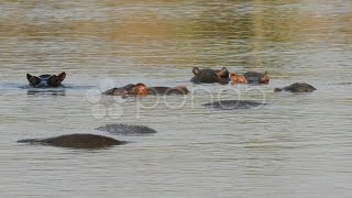 Hippopotamus In Water. Stock Footage