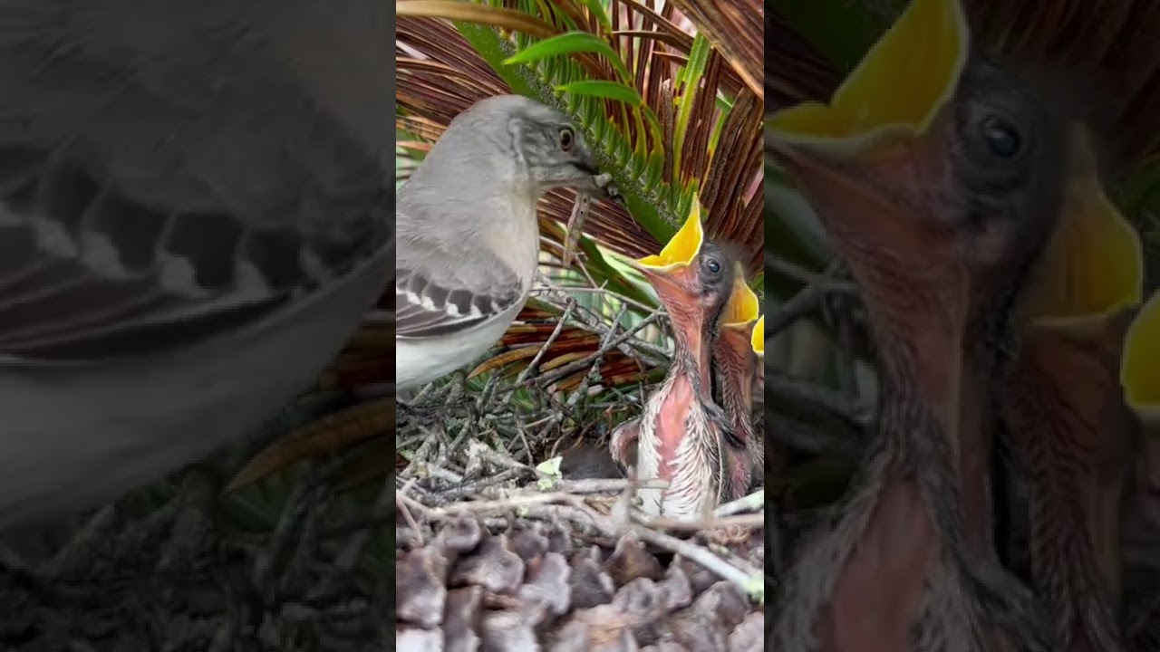 Mocking bird chicks 
