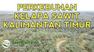 PERKEBUNAN KELAPA SAWIT KALIMANTAN TIMUR