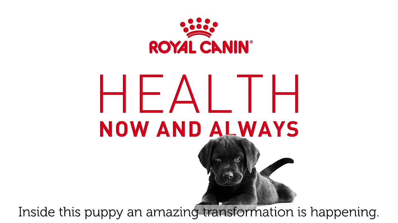 pets at home royal canin