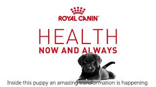 Royal Canin Puppy