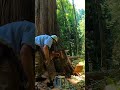 Jacking Over a 150ft Tall Cedar #shorts