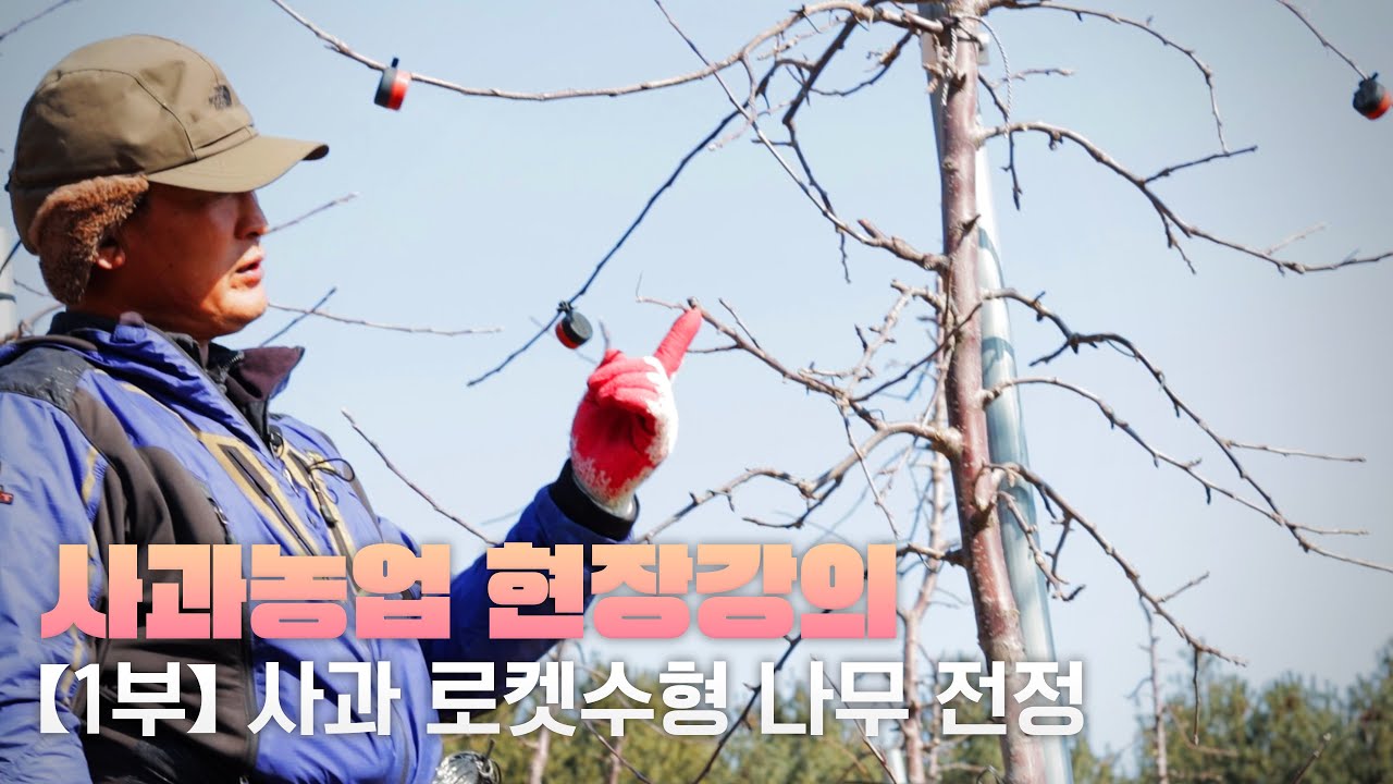 【사과농업 현장강의 1부】 사과나무 전정의 모든 것?! l 사과 
