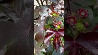 Jatropha Gossypiifolia - Tuatúa