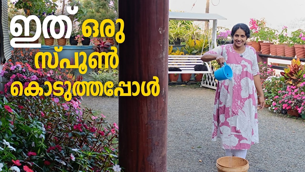 ചെടികൾ പൂക്കാൻ ഇതൊരു സ്പൂൺ മാത്രം  ♥️