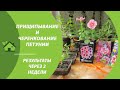 РЕЗУЛЬТАТЫ ПРИЩИПЫВАНИЯ И ЧЕРЕНКОВАНИЯ ПЕТУНИИ /🌺🌺🌺/РАССАДА И ЧЕРЕНКИ ПЕТУНИИ ЧЕРЕЗ 14 ДНЕЙ