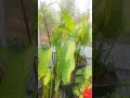 #flowers