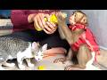 Amazing!! The cat and her smart daughter LIORA are asking their mom for lemon tea