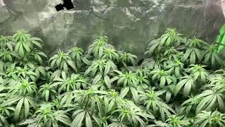 This 2x4 Tent is pack with Tasty Strains from So-Fem Genetics Goose Berry & Cloud Candy!!!!