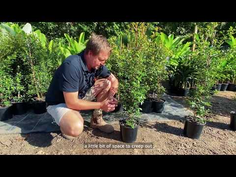 Video: What Is A Lilly Pilly Plant: Learn About Growing A Lilly Pilly Shrub