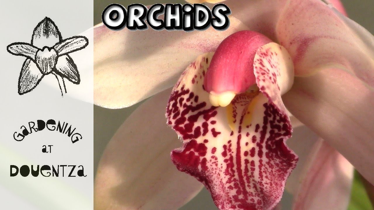 Orchid Update & Growing Tips