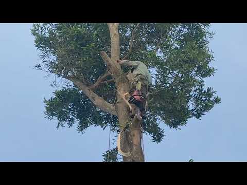 Video Cưa cây tràm bông vàng cổ thụ , siêu khủng ,Cưa cây kỹ... - youtube