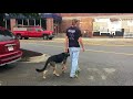 1yr German Shepherd (Lobo) | Best Dog Training in Spokane Washington 1yr German Shepherd (Lobo) | Best Dog Training in Spokane Washington