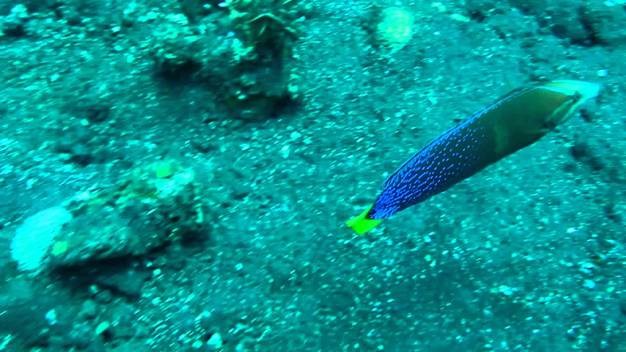 Asia Diving Yellow Tail Couris BAli Indonesia.MOV