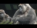 Big sister gorilla who is curious about a baby gorilla at Ueno zoo.赤ちゃんに興味津々の姉ゴリラ。上野動物園。