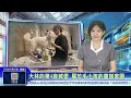 世新新聞 大林的第4座城堡 屬於毛小孩的童話家園