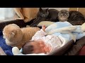 Cats want to sleep with a baby...