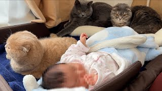 Cats want to sleep with a baby...