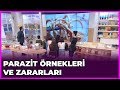 Bağırsakta Oluşan Parazitlerin Zararları Nedir ?  | Dr. Feridun Kunak Show | 31 Ocak 2019