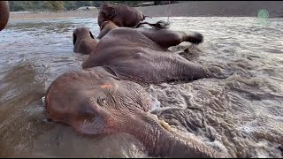Water Brings Out The Purtest Sounds Of Joy From An Elephant - ElephantNews