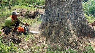 Woodcutting skills‼ Cut down a tall and large trembesi tree, Stihl ms 881.