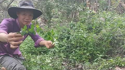 Công Dụng Của Cây Cỏ Lào Yến Bạch mà ít người biết