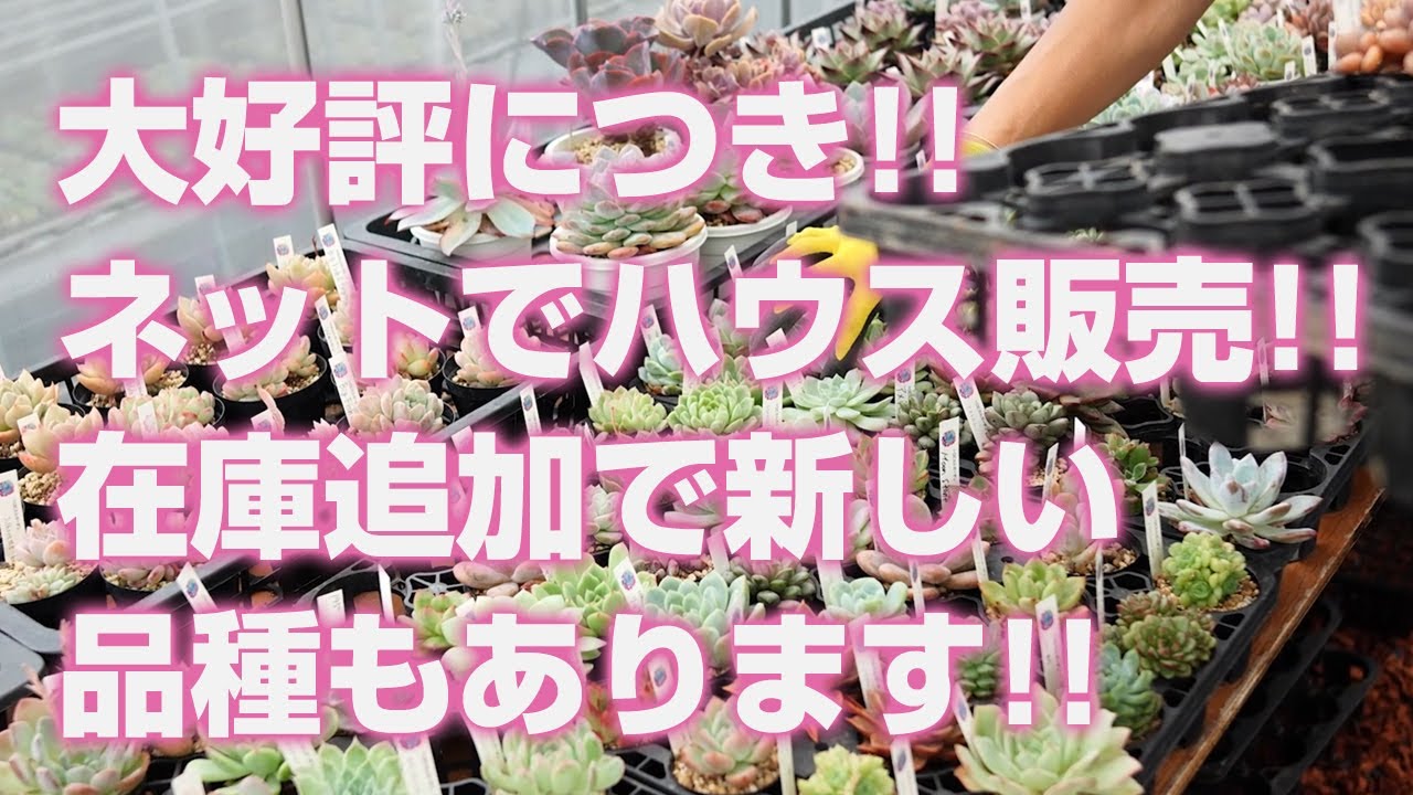 多肉植物】大好評につき!!ネットでハウス販売!!在庫追加で新しい品種も