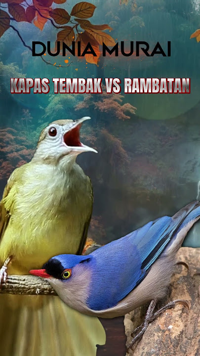 Masteran Isian Mewah Kapas Tembak vs Rambatan Paruh Merah