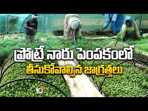 Protray Nursery Precautions | ప్రోట్రే నారు పెంపకంలో తీసుకోవాల్సిన జాగ్రత్తలు | Matti Manishi | 10TV - 10TVNEWSTELUGU