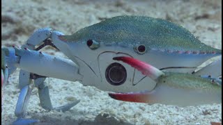 Will Robot Spy Crab Survive The Killer Punch Of A Peacock Mantis Shrimp by John Downer Productions 7,378,278 views 3 months ago 4 minutes, 9 seconds